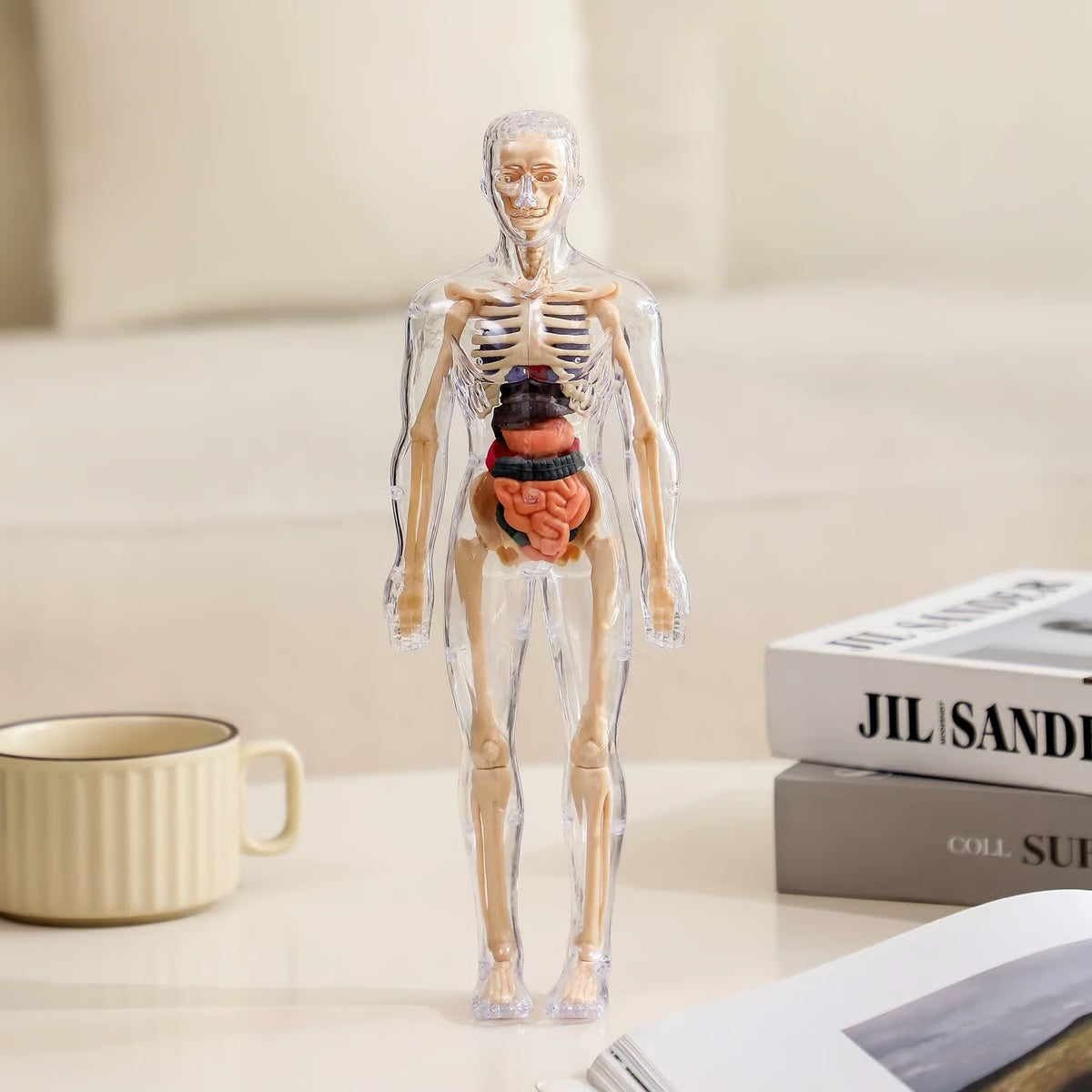 🧬 Modelo Estrutural do Corpo Humano 3D – Conhecimento nas Suas Mãos