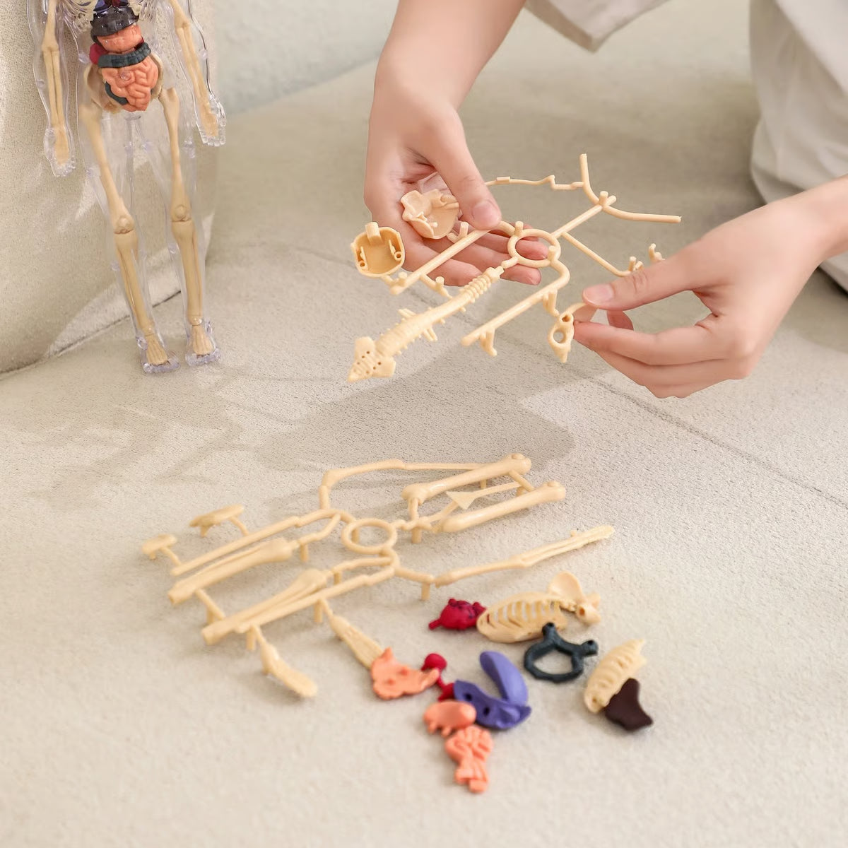 🧬 Modelo Estrutural do Corpo Humano 3D – Conhecimento nas Suas Mãos