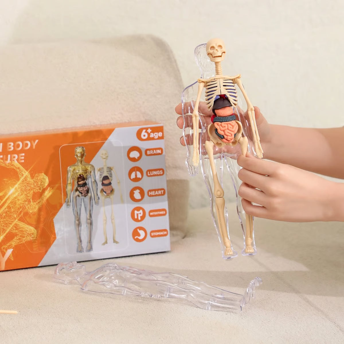 🧬 Modelo Estrutural do Corpo Humano 3D – Conhecimento nas Suas Mãos