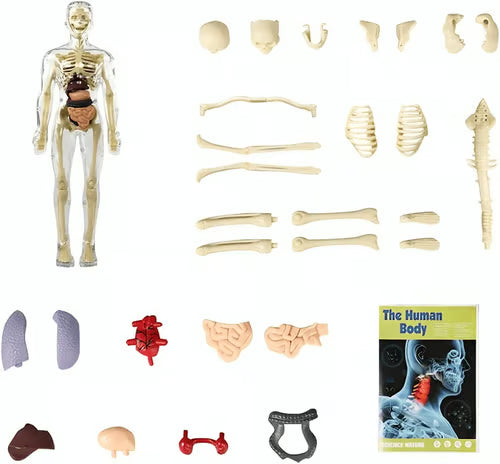 🧬 Modelo Estrutural do Corpo Humano 3D – Conhecimento nas Suas Mãos
