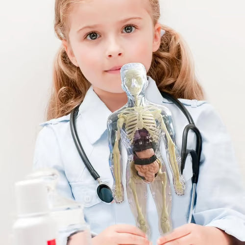 🧬 Modelo Estrutural do Corpo Humano 3D – Conhecimento nas Suas Mãos