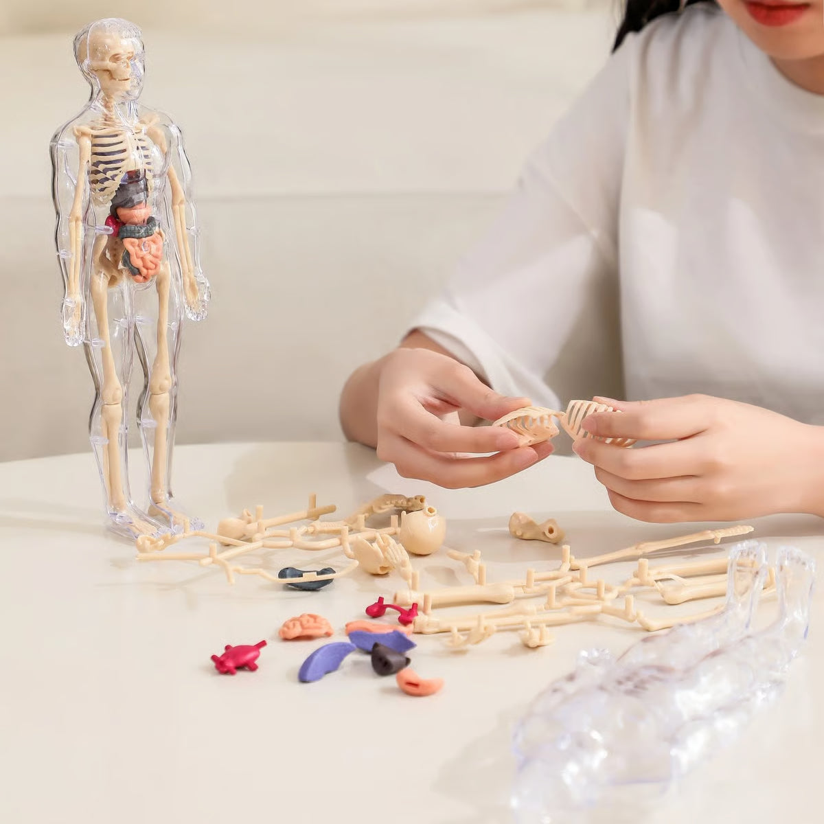 🧬 Modelo Estrutural do Corpo Humano 3D – Conhecimento nas Suas Mãos