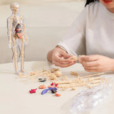 🧬 Modelo Estrutural do Corpo Humano 3D – Conhecimento nas Suas Mãos