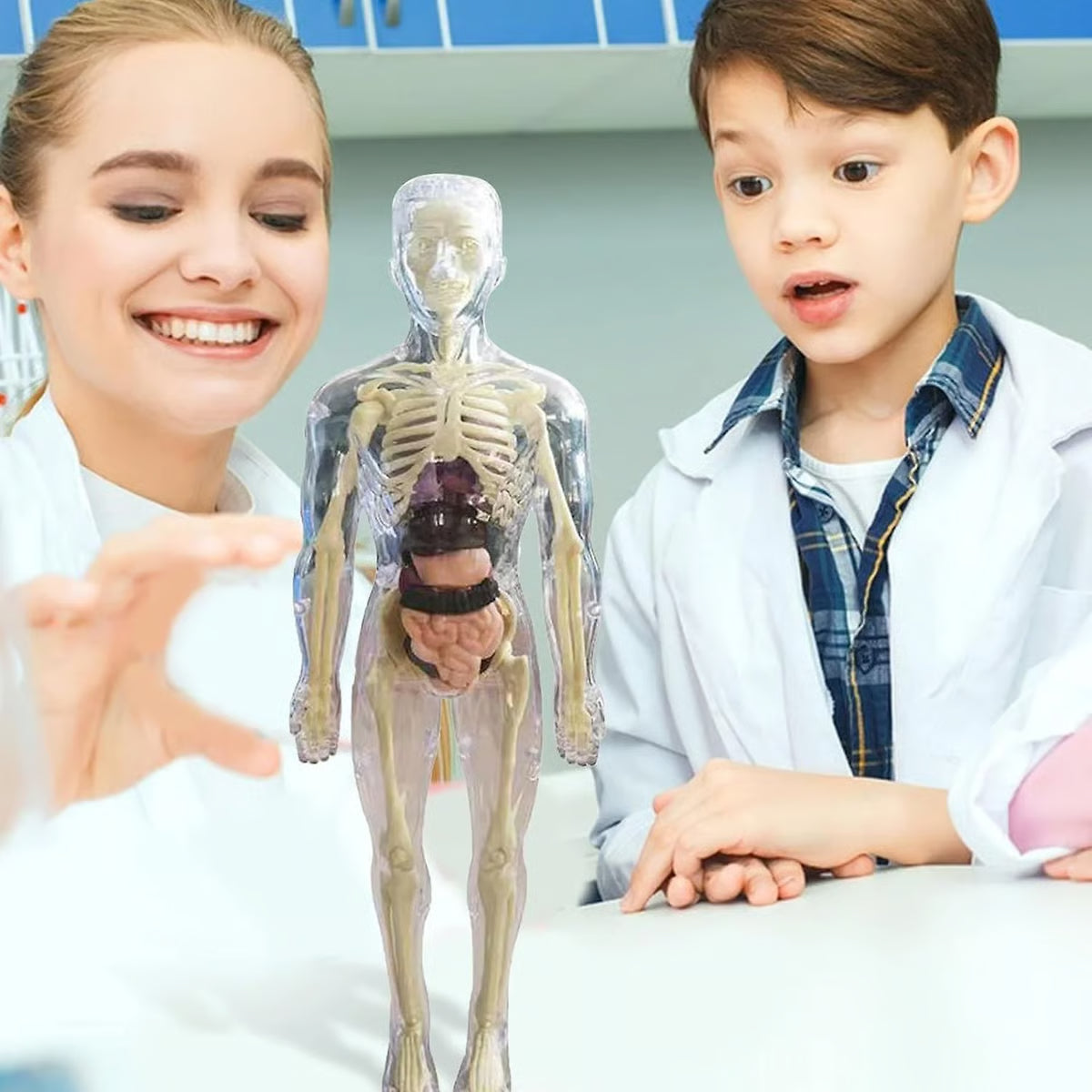 🧬 Modelo Estrutural do Corpo Humano 3D – Conhecimento nas Suas Mãos